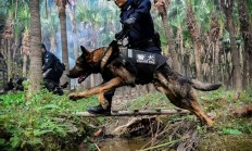 ac米兰下载-关于技高一筹：北美球队挑战百炼成钢的信息