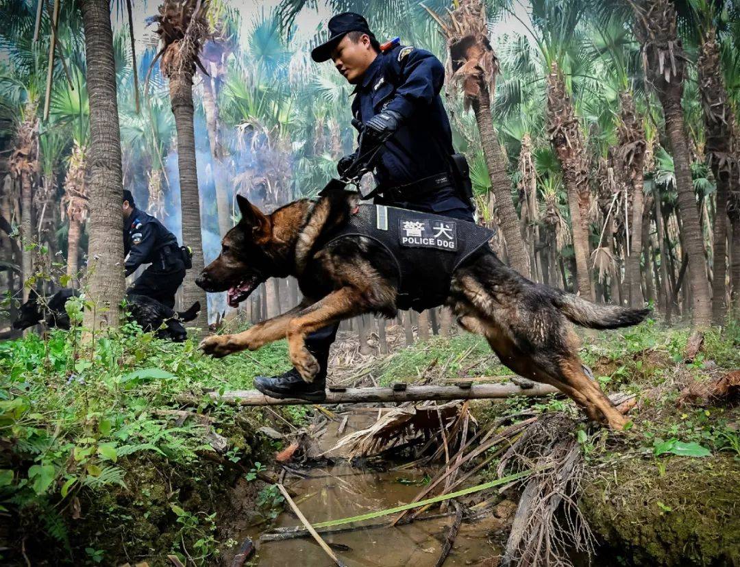 关于技高一筹：北美球队挑战百炼成钢的信息